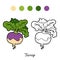 Coloring book, vegetables, Turnip