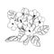 Coloring book Violets indoor flowers. Sketch outline, on a white background, black and white hand drawing, vector illustration,