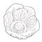 Coloring flower bloom japanese anemone. vector illustration