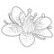 Coloring flower of the Saxifrage urbrosa. vector illustration