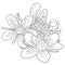 Coloring flower of the Saxifrage urbrosa. vector illustration