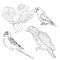 Coloring Jaco, Lovebird, wavy parrot kakadu set. Vector illustra