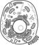 Coloring page with animal cell structure. Educational material for biology lesson