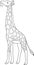 Coloring page. Big kind giraffe with long neck stands and eats leaves