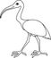 Coloring page. Cartoon African sacred ibis