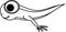 Coloring page with cartoon frog tadpole with legs