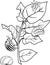 Coloring page. Different stages of development of Colorado potato beetle or Leptinotarsa decemlineata on damaged potato leaf