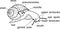 Coloring page with external anatomy of common air-breathing land snail. Structure of Roman snail Helix pomatia