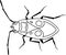 Coloring page with Firebug Pyrrhocoris apterus isolated on white