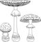Coloring page with Fly agaric Amanita muscaria mushrooms isolated on white