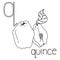 Coloring page fruit and vegetable ABC, Letter Q - quince, educated coloring card
