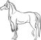 Coloring page with horse
