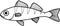 Coloring page with juvenile perch Perca fluviatilis freshwater fish