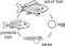 Coloring page with life cycle of fish. Sequence of stages of development of fish from roe to adult animal