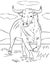 Coloring Page outline bull. Animal coloring book for kids.