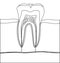 Coloring page with parts of human tooth. Scheme of structure of tooth (molar) in section