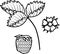 Coloring page with parts of plant. Strawberry leaf, berry and flower
