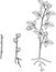 Coloring page. Raspberry vegetative reproduction scheme. Growth stages from propagule stem cutting to first year cane primocane