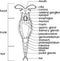 Coloring page with scheme of bdelloid rotifer anatomy