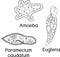 Coloring page. Set of unicellular organisms protozoa: Paramecium caudatum, Amoeba proteus and Euglena viridis