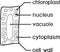 Coloring page with simplified structure of plant cell chloroplast, nucleus, vacuole, cytoplasm and cell wall.