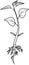 Coloring page. Sprout of pepper plant with root system and leaves