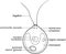 Coloring page with structure of Chlamydomonas cell with titles