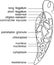 Coloring page with structure of Euglena viridis with titles