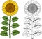 Coloring page. Sunflower plant with yellow flower and leaves