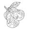 Coloring pages for adults.Decorative hand drawn doodle engraving pear vector sketchy pattern