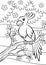 Coloring pages. Birds. Little cute parrot.