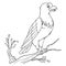 Coloring pages or books for kids. cute eagle cartoon illustration