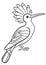 Coloring pages. Cute beautiful hoopoe sits