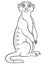 Coloring pages. Little cute meerkat smiles.