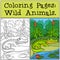 Coloring Pages: Wild Animals. Little cute alligator.