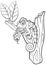 Coloring pages. Wild animals. Little cute chameleon sits on the