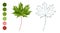 Coloring sheet with green canadian maple leaf