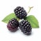 Colorized Black Raspberries On White Surface: A Whistlerian Larme Kei Inspiration