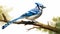 Colorized Blue Jay Clip Art With White Margins