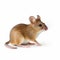 Colorized Brown Mouse Isolated On White Background Stock Photo