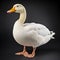 Colorized Duckcore: Stunning Hd Duck Against Black Backdrop