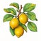 Colorized Neogeo Lemon Branch Illustration With Detailed Engraving