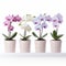 Colorized Orchid Pots: Stunning Light White And Light Purple Arrangement