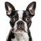 Colorized Portrait Of Boston Terrier In Frontal Perspective