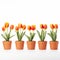Colorized Red Tulips In Small Pots On White Background