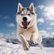 Colorized Siberian Husky Jumping On Snow With Sunlight