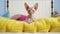 Colorized Sphynx Cat In Pink Pants On Bed - Stunning 32k Uhd Mingei Photo