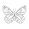 Colorless butterfly vector illustration isolated on white background