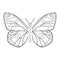 Colorless butterfly vector illustration isolated on white background