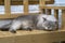Colorpoint British Shorthair cat sleep on wooden chair
